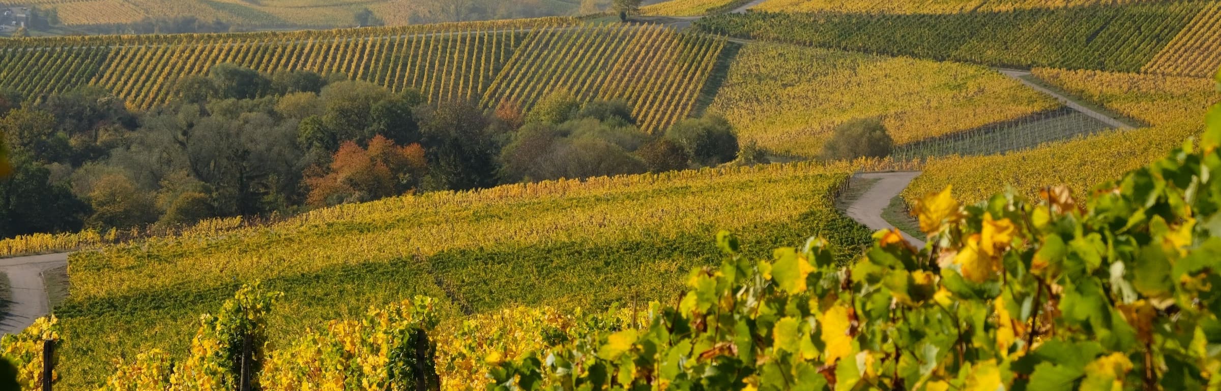 Domaines Vinsmoselle